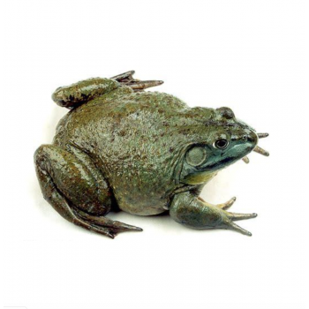Frog (0.9-1.1lb)